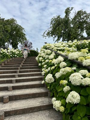 紫陽花集💠🌿‬ ܸ
お台場海浜公園で一休みして風に当たりながら本を
読んだ...