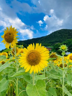 龍郷町芦徳のひまわり畑
龍郷町中勝にある島とうふ屋さんの週替わり定食
お腹...