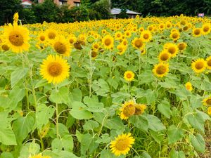 龍郷町芦徳のひまわり畑
龍郷町中勝にある島とうふ屋さんの週替わり定食
お腹...