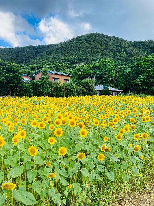 日本・鹿児島県「奄美大島龍郷町芦徳へドライブ🚗」の写真：龍郷町芦徳のひまわり畑
龍郷町中勝にある...