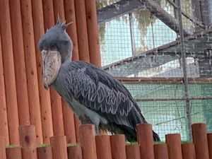 掛川花鳥園