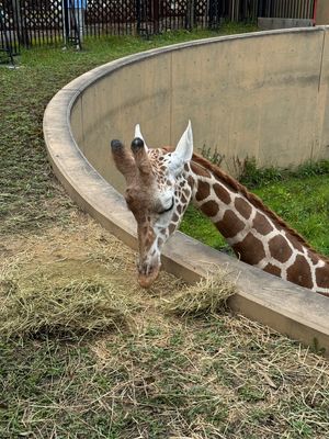 旭山動物園

旭岳から旭川方面に戻り1時間ほどで旭山動物園へ。上野動物園に...