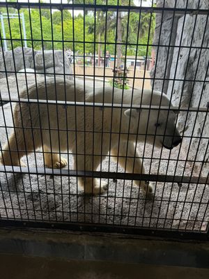 旭山動物園

旭岳から旭川方面に戻り1時間ほどで旭山動物園へ。上野動物園に...