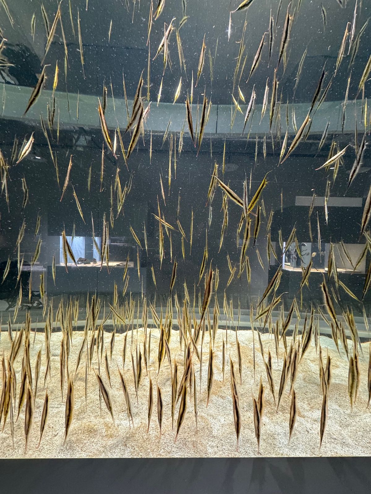 水族館「AOAO SAPPORO」

ススキのあたりにできたらしい水族館へ...