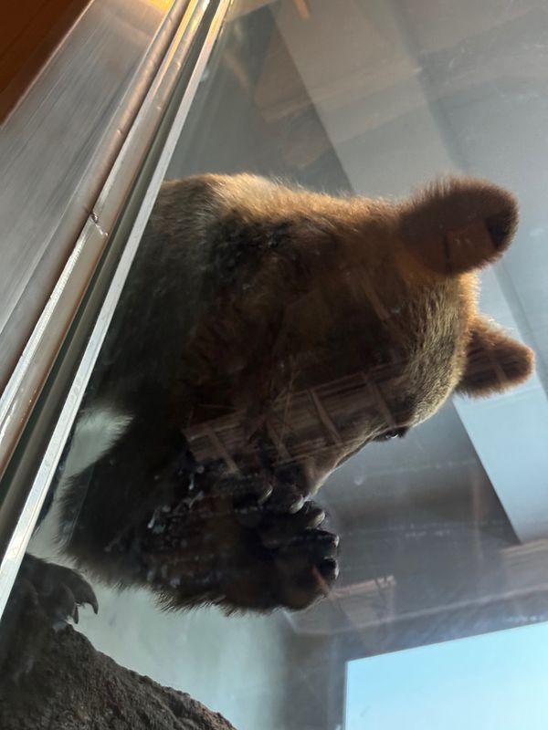 日本・北海道「旭川ー札幌　家族旅行」の写真：旭山動物園

旭岳から旭川方面に戻り1時...