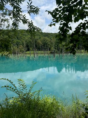 青い池

たしか酸性の池で木が枯れてるんだっけ？一本だけ生きてる木があった...