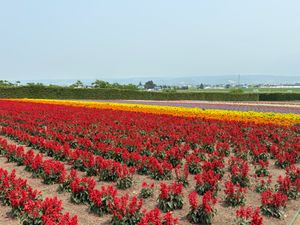 青い池
富良野