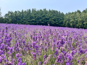 青い池
富良野