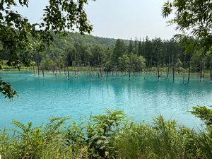 青い池
富良野