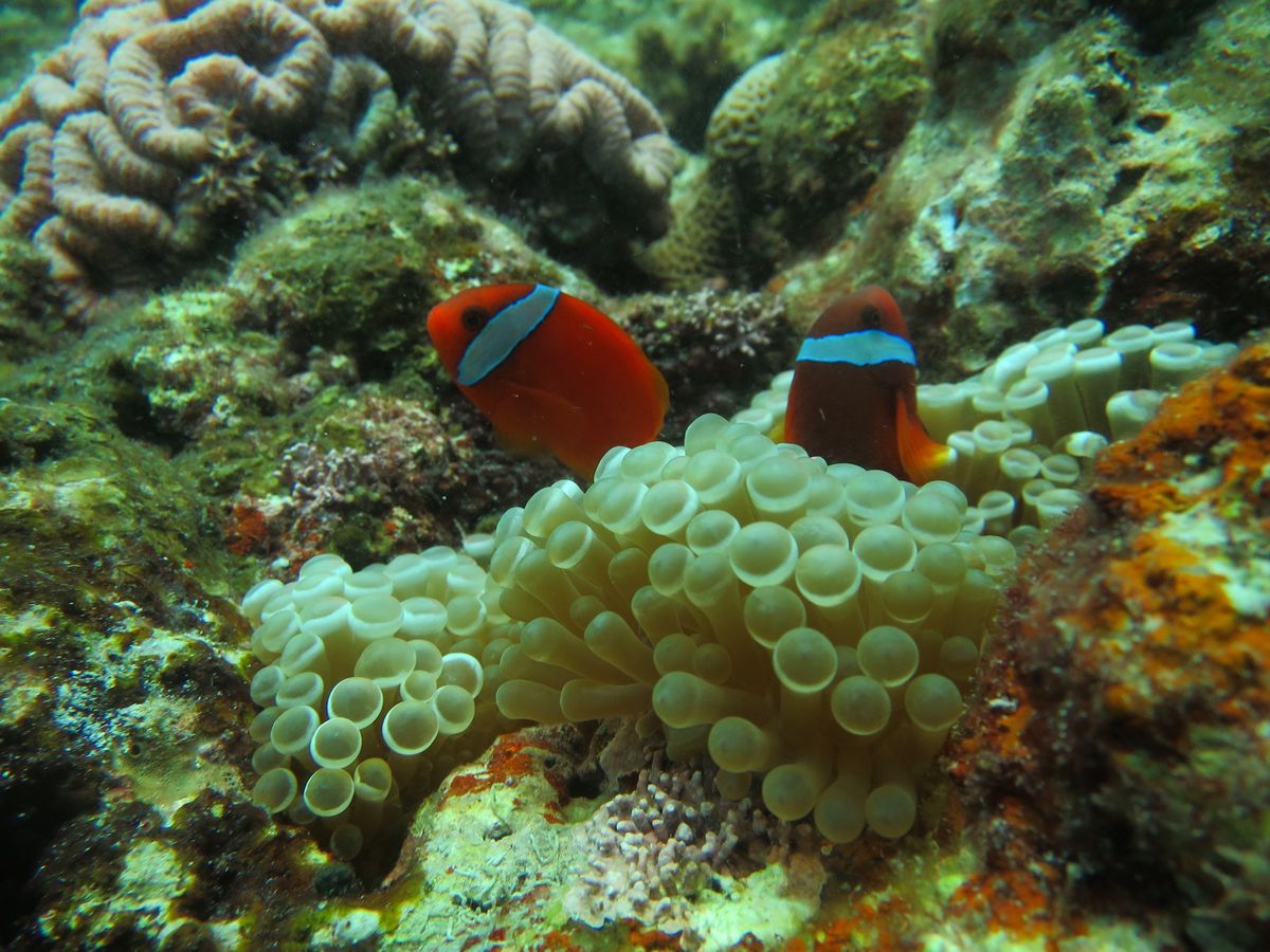 マンタは居なかったけど、亀の大きいこと！
クマノミはかわいく、
魚影は濃く...