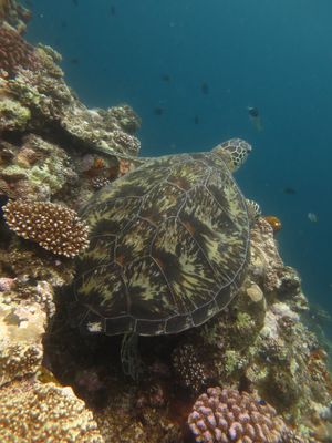 マンタは居なかったけど、亀の大きいこと！
クマノミはかわいく、
魚影は濃く...