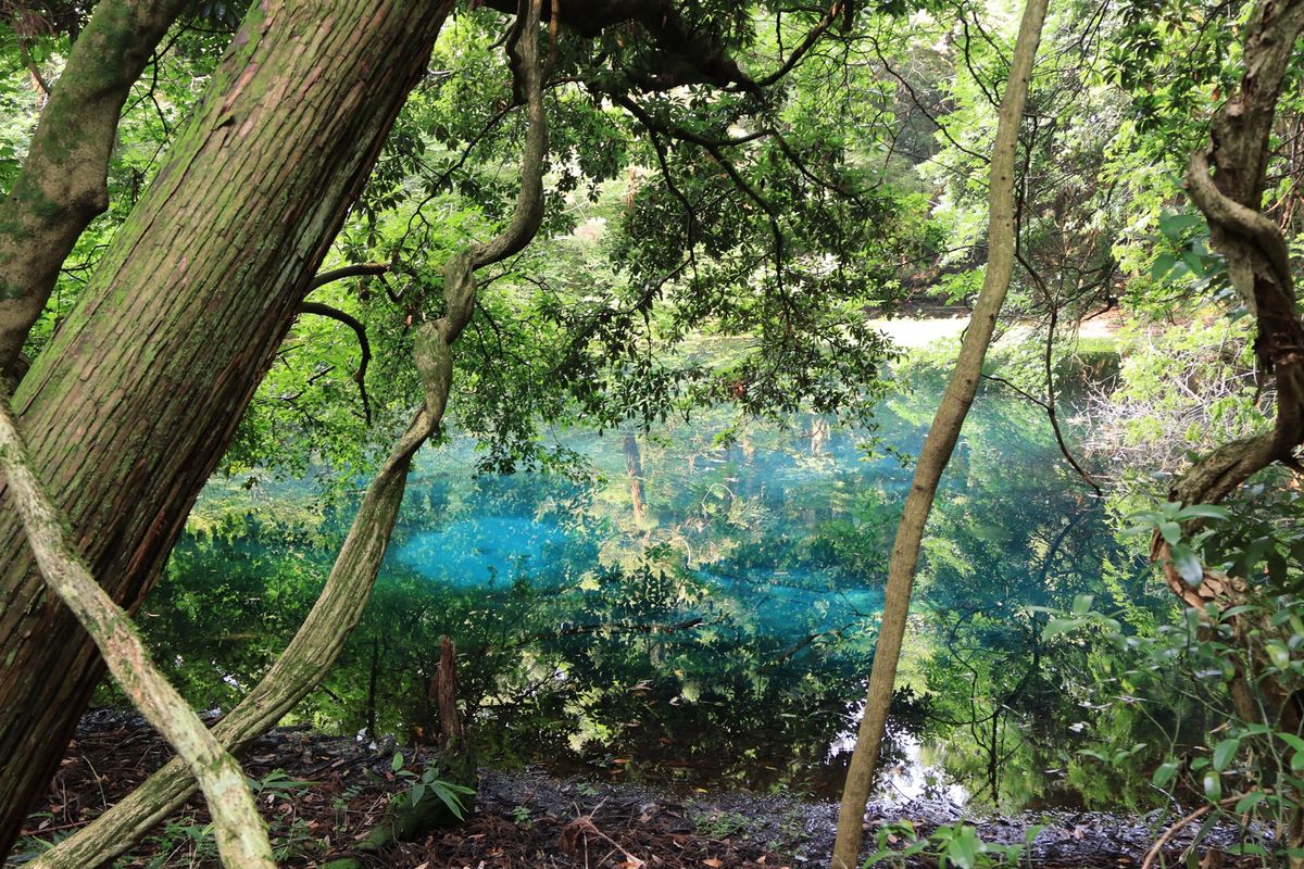 丸池様。太陽の光が射すと、とても綺麗なブルーです。