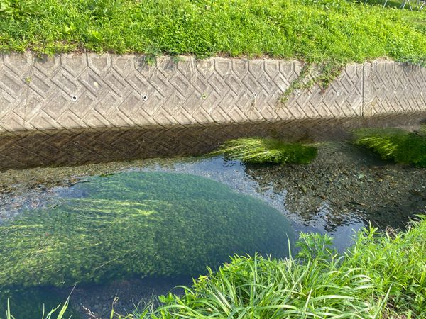 日本・岩手県「東北弾丸ドライブ🇯🇵」の写真：丸池様。太陽の光が射すと、とても綺麗なブ...