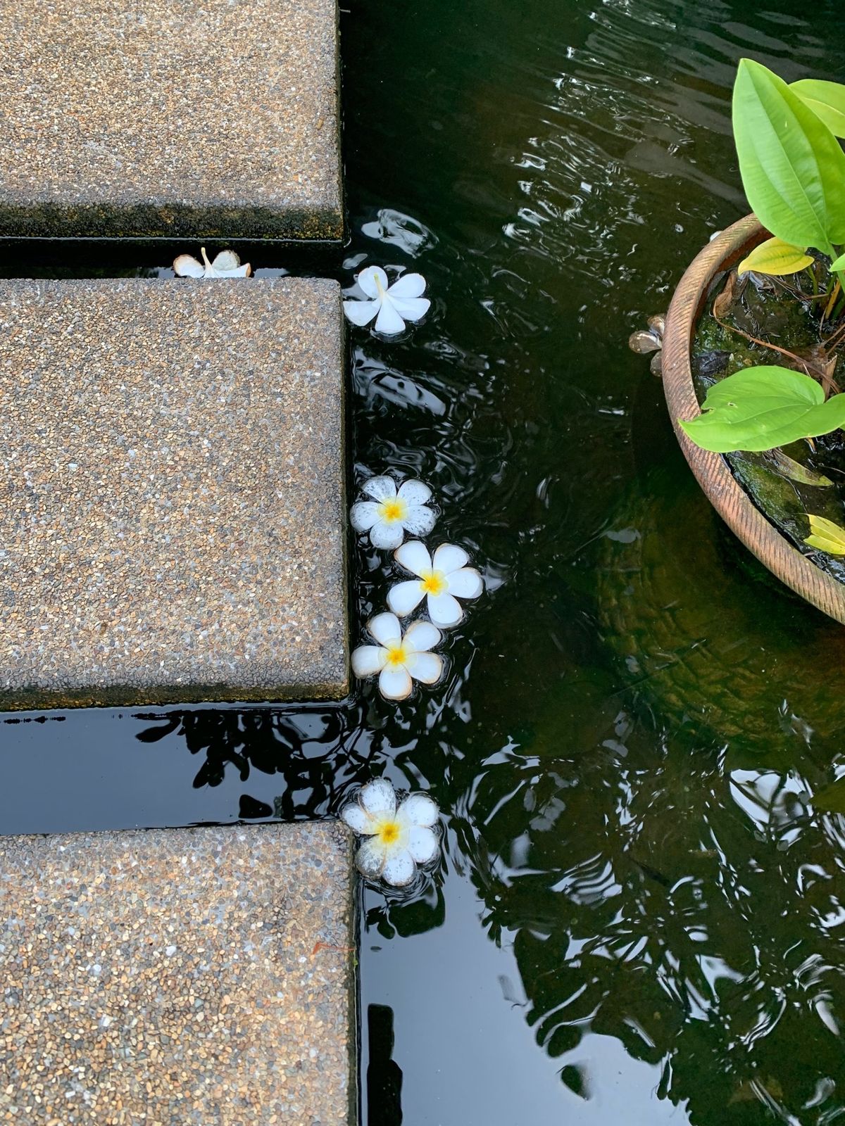 リゾート感が素敵🌺