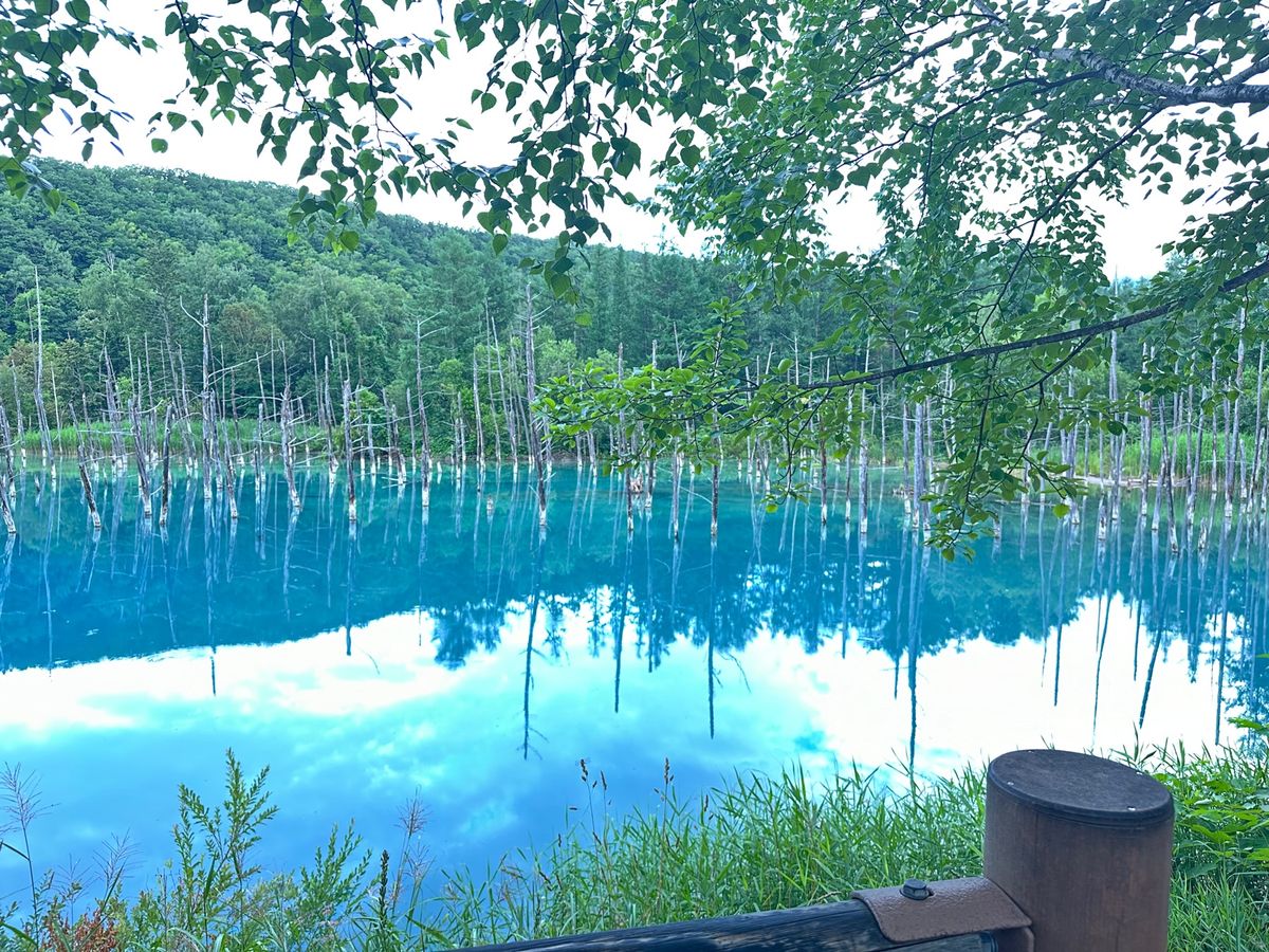 小樽運河クルーズと青い池！
まぁ、観光客は沢山いるよね。絶対。。。
綺麗な...