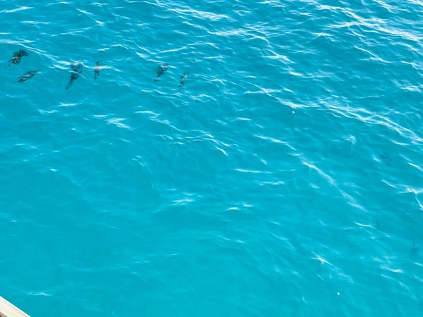 「ケアンズ旅行」の写真：グレートバリアリーフはほんとうに綺麗でし...