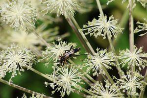 花だけでなく蝶やカミキリムシなどの昆虫も