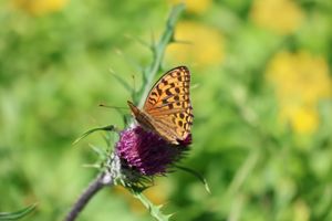 花だけでなく蝶やカミキリムシなどの昆虫も