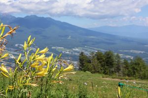 ゴンドラ駅近くもお花畑になっています。足に自信がない方はここだけでも楽しめ...