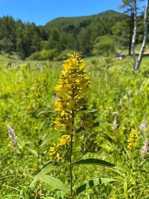 花だけでなく蝶やカミキリムシなどの昆虫も