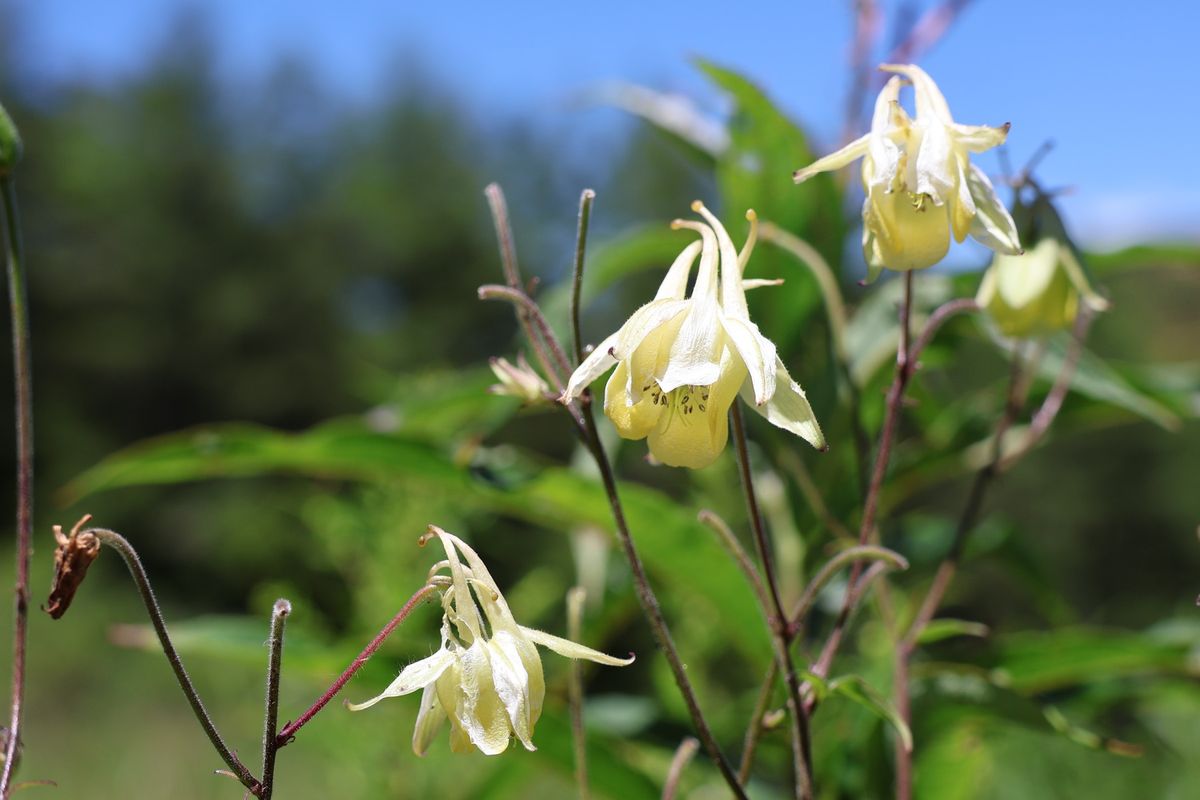 花だけでなく蝶やカミキリムシなどの昆虫も