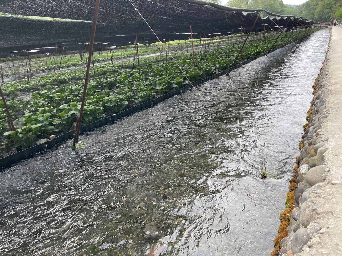 1日目松本城→2日目善光寺→安曇野　大王わさび農場