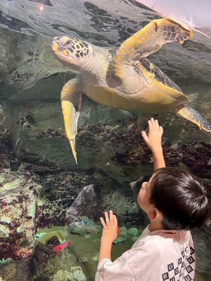 九十九島 水族館 海きらら

水族館なのに入園料が安い！イルカ🐬ショーもあ...