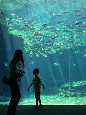 九十九島 水族館 海きらら

水族館なのに入園料が安い！イルカ🐬ショーもあ...