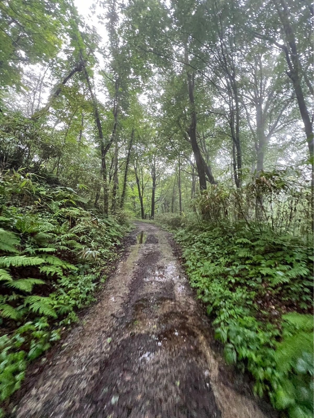 ずっと来たかった白神山地♡
青池は思った以上に青かった！
雨と霧がすごくて...
