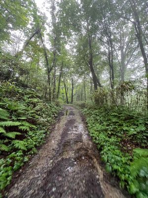 ずっと来たかった白神山地♡
青池は思った以上に青かった！
雨と霧がすごくて...