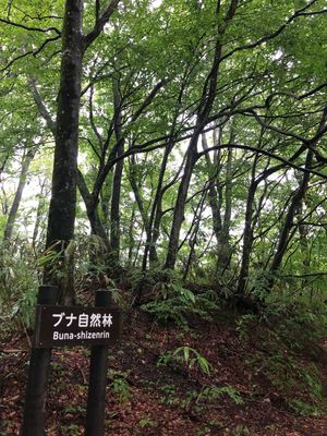 ずっと来たかった白神山地♡
青池は思った以上に青かった！
雨と霧がすごくて...