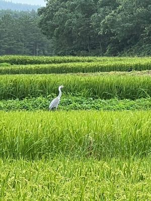 秋田は湯瀬ホテルに宿泊🏢
ご飯も美味しくて温泉もとても良かった♡
