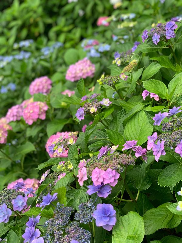 日本・神奈川県「紫陽花満開」の写真：長谷寺