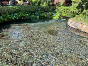 白川水源。この水が伏流水となって熊本市内に飲み水として供給されます。水が美...