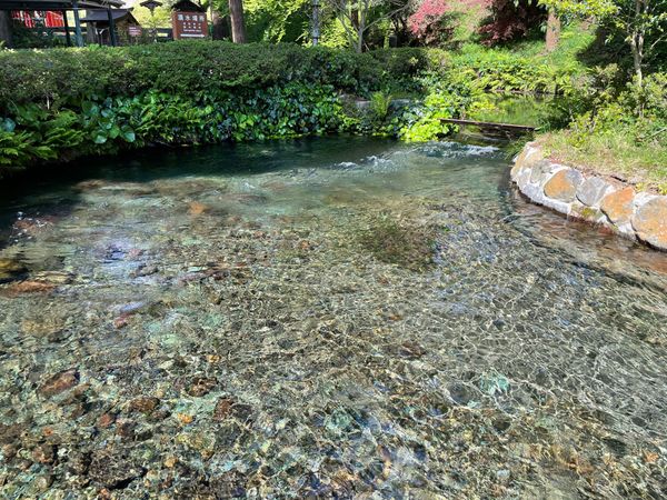 日本・熊本県「阿蘇」の写真：白川水源。この水が伏流水となって熊本市内...