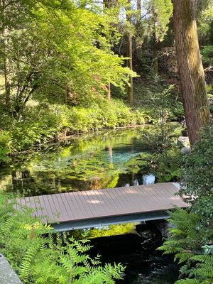 白川水源。この水が伏流水となって熊本市内に飲み水として供給されます。水が美...