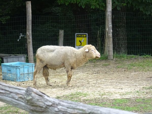 日本・那須高原「2024年夏休み・那須高原」の写真
