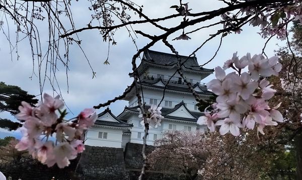 日本・神奈川県「江之浦測候所と小田原」の写真：小田原城と小田原おでん