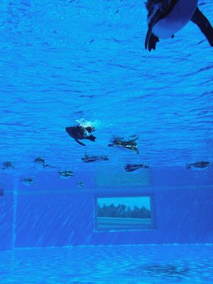 【神戸須磨シーワールド】
神戸市立須磨海浜水族園が民営化されて
今年202...