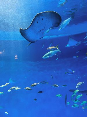 【神戸須磨シーワールド】
神戸市立須磨海浜水族園が民営化されて
今年202...