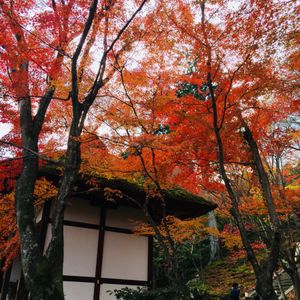 常寂光寺の紅葉