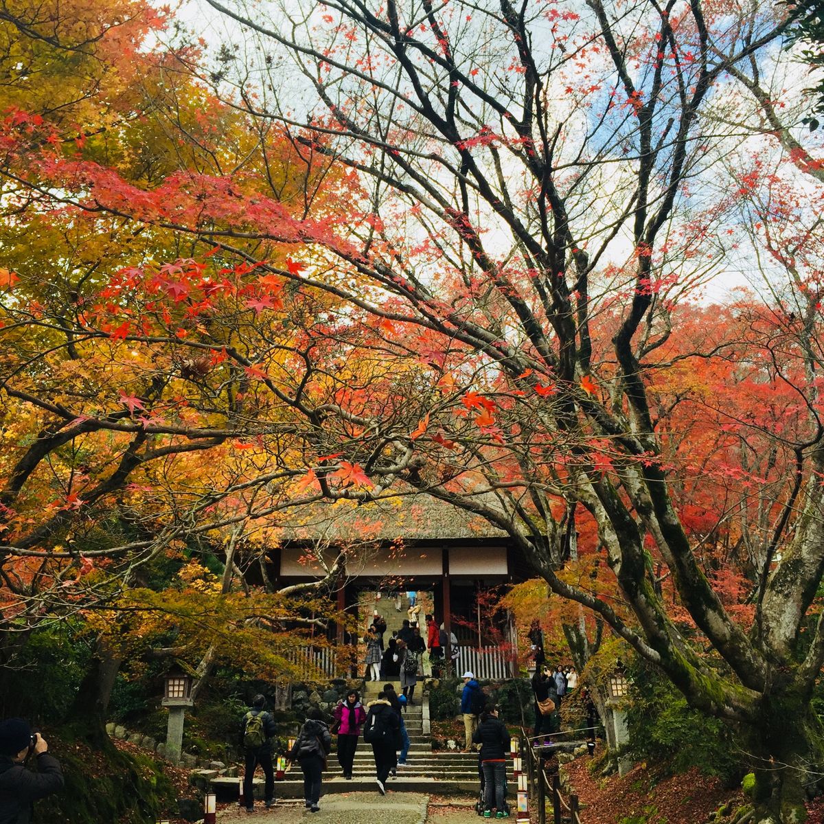 常寂光寺の紅葉