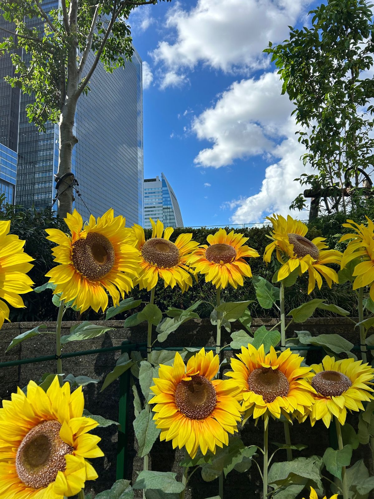 スカイガーデン🌻
写真撮ってる人沢山いてあんまり取れなかったけど
太陽の光...