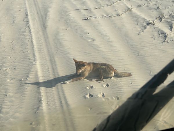 オーストラリア連邦・シドニー「オーストラリア　QLDとSydney」の写真：4度目のフレーザー島。今回初めて野生のD...