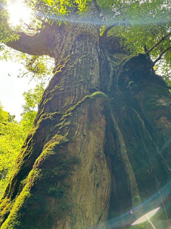 日本・鹿児島県「屋久島旅行」の写真