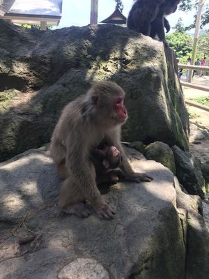 さんふらわー
地獄めぐり
うみたまご
高崎山