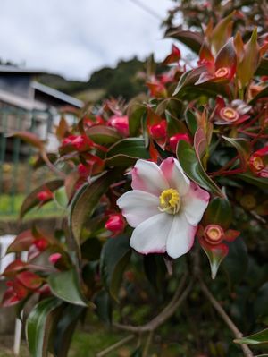 早朝からケツァールを探すツアーに参加。
ガイドによれば、前日午後が大雨だっ...