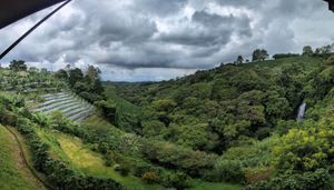 La Fortunaへの道中、スタバのコーヒー農園（直営なのか契約農場なの...