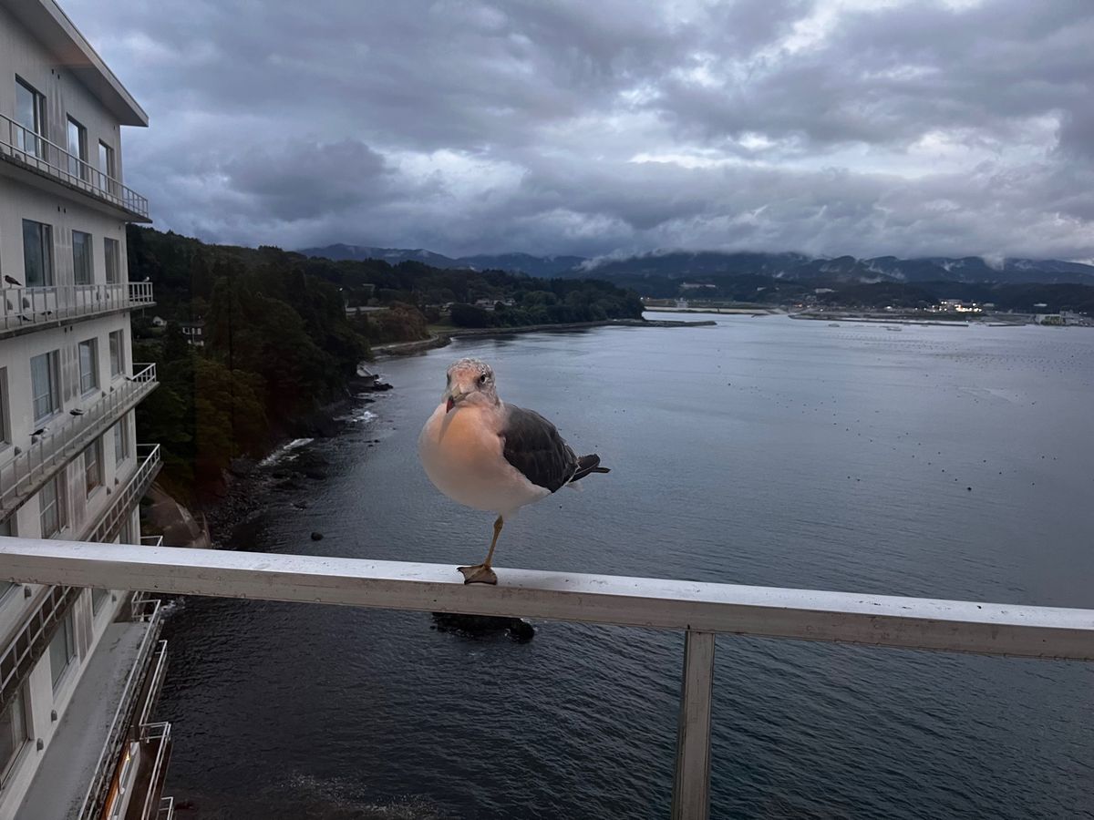 9/2
南三陸ホテル観洋-ウミネコ・カモメ