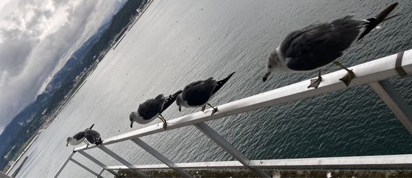 日本・青森県「東北家族旅行」の写真：9/2
南三陸ホテル観洋-ウミネコ・カモメ